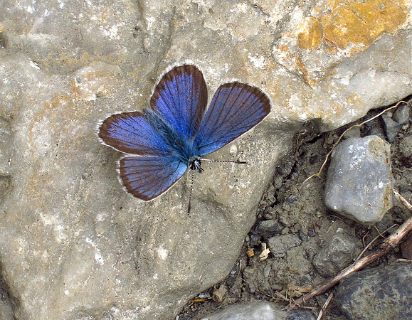 Mazarine Blue