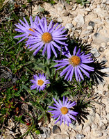 Alpine Aster