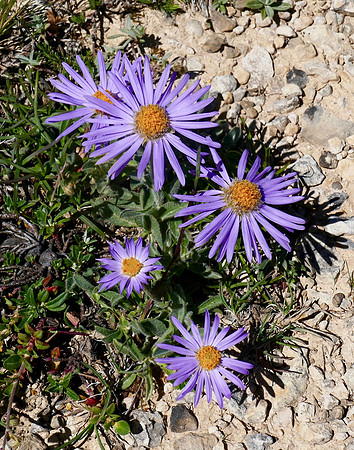 Alpine Aster