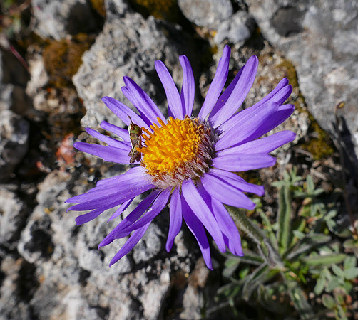 Alpine Aster