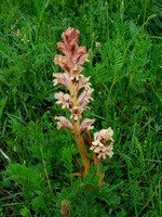Amethyst Broomrape