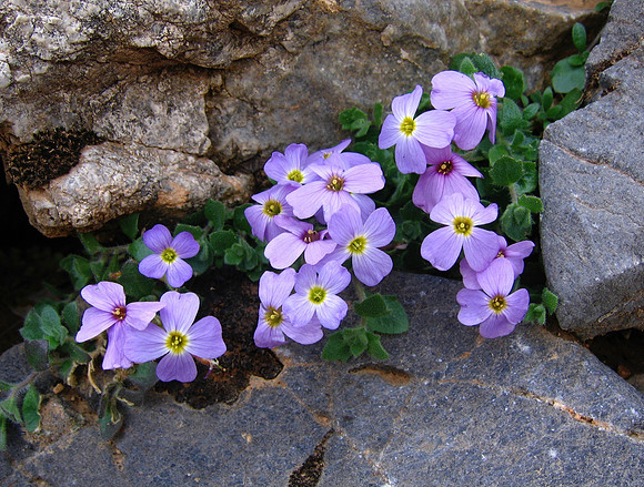 Aubrieta