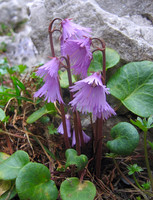 Alpine Snowbell
