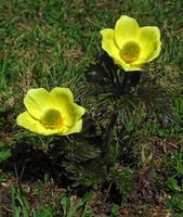Alpine Pasque Flower