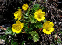 Alpine Avens