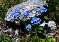 Alpine Forget-Me-Not