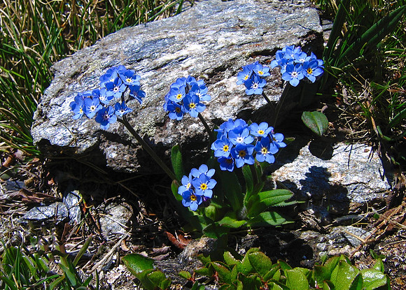 Alpine Forget-Me-Not