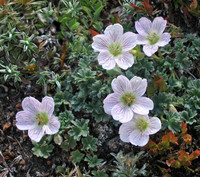 Ashy Cranesbill