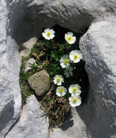 Flowers, European A-G