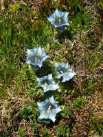 Flowers, European Q-Z