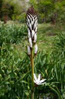 Asphodel