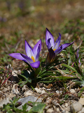 Romulea