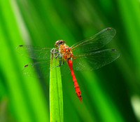 Damselflies and Dragonflies