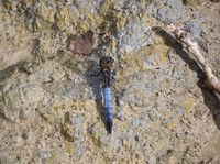 Black-tailed Skimmer