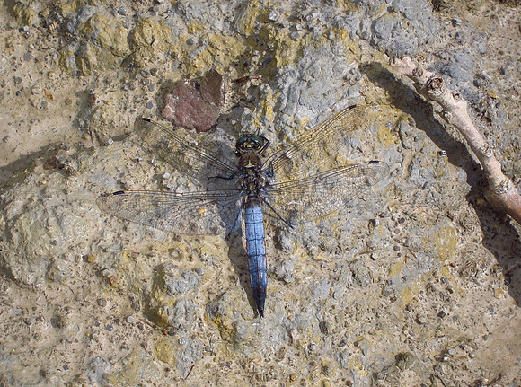 Black-tailed Skimmer