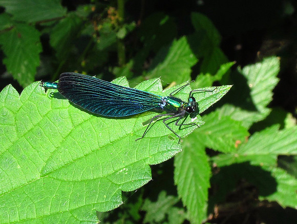 Beautiful Demoiselle