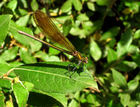Beautiful Demoiselle