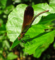 Beautiful Demoiselle