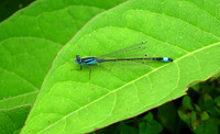 Blue-tailed Damselfly