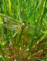 Black-tailed Skimmer
