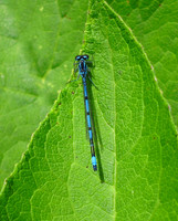 Azure Damselfly