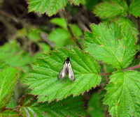 Green Longhorn
