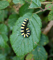 Alder Moth