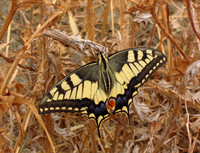 Butterflies, European Q-Z