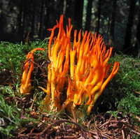 Fungi M-Z