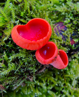 Scarlet Elf Cup