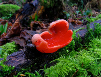 Scarlet Elf Cup