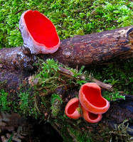 Scarlet Elf Cup
