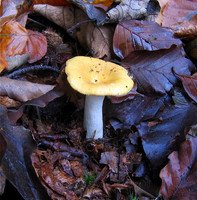 Ochre Brittlegill