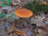 Orange Birch Bolete