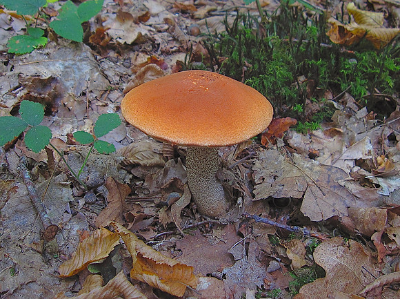 Orange Birch Bolete