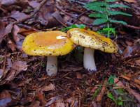 Ochre Brittlegill