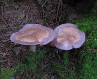 Pale Milkcap