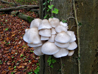 Porcelain Fungus