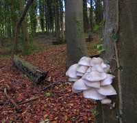 Porcelain Fungus