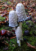 Shaggy Ink Cap