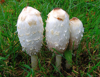 Shaggy Ink Cap