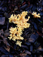 Ochre Coral Fungus