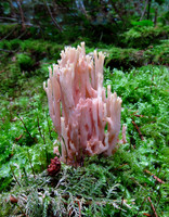 Pink Coral Fungus