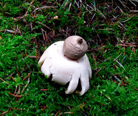 Sessile Earthstar