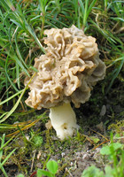 Morel