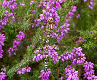 Blue [Southern] Hawker