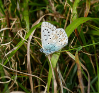 Chalkhill Blue