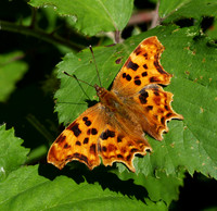 Comma