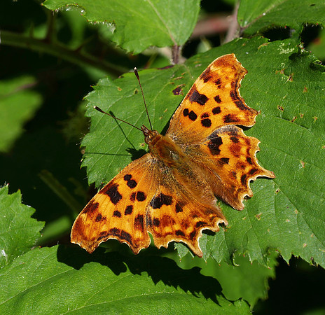 Comma
