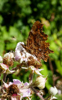 Comma